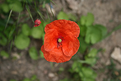 poppy