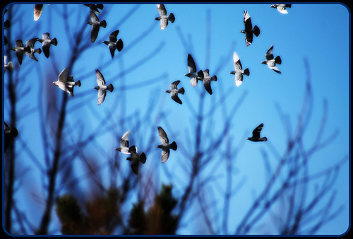 PIGEONS****