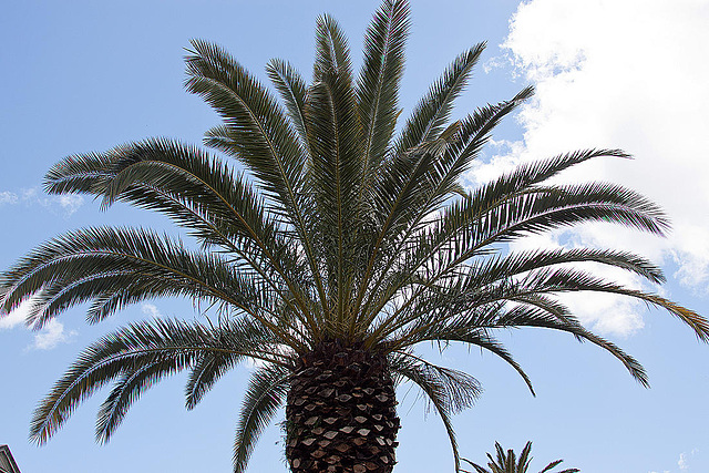 20120506 8931RAw [E] Palme (Arecaceae), Trujillo, Extremadura