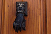 20120506 8939RAw [E] Türklopfer, Trujillo, Extremadura
