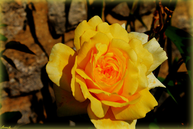 ROSE JAUNE***