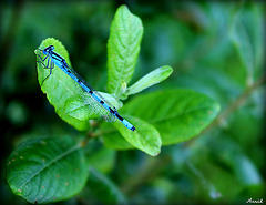 AGRION JOUVENCELLE (coenagrion puella) *** AGRION JOUVENCELLE (coenagrion puella) ***