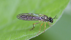 Xylophagidae ?
