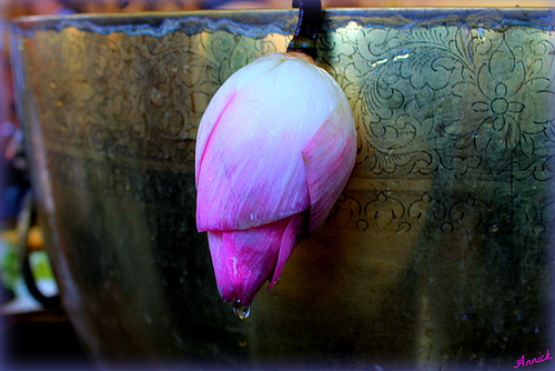 FLEUR SYMBOLIQUE......!!!