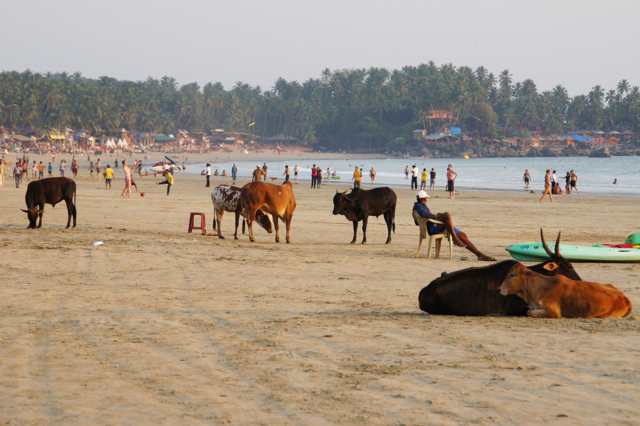 Cows on the Beach