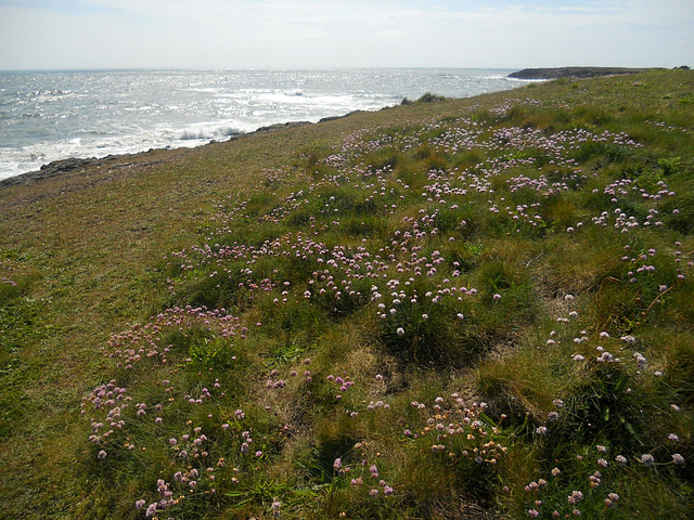 lande finistérienne