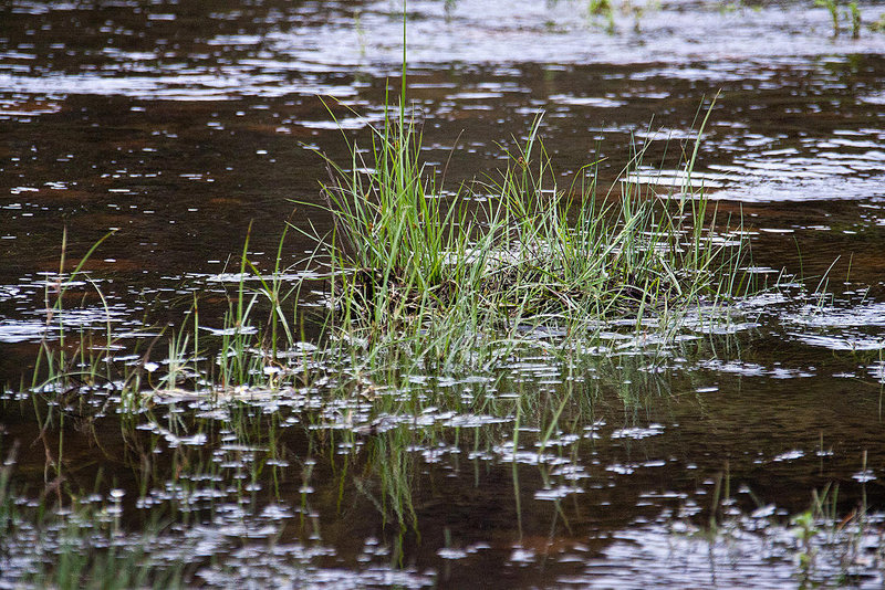 20120507 9075RAw [E] Segge (Carex agg), Rio Almonte, EX208, Extremadura
