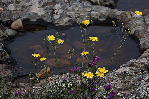 20120507 9081RAw [E] Kleinköpfiger Pippau (Crepis capillaris), Wilde malve (Malva sylvestris),Rio Almonte, EX208, Extremadura