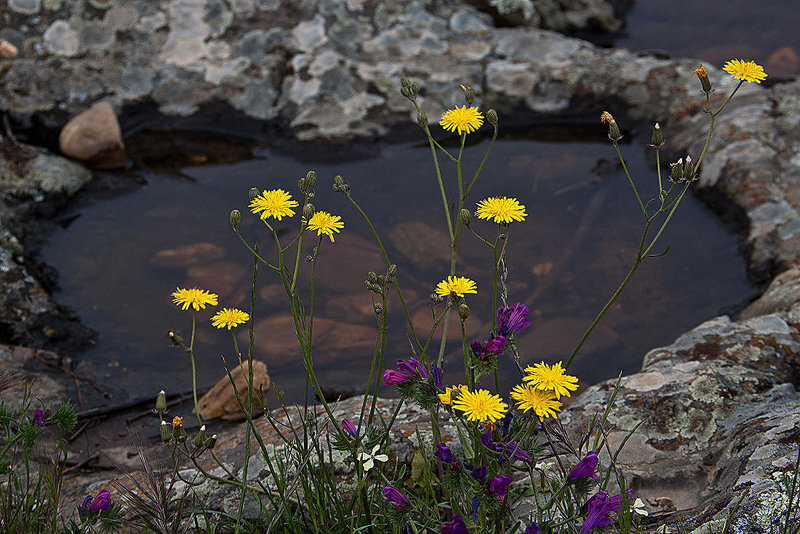 20120507 9081RAw [E] Kleinköpfiger Pippau (Crepis capillaris), Wilde malve (Malva sylvestris),Rio Almonte, EX208, Extremadura