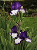 Iris 'Art Deco' (3)