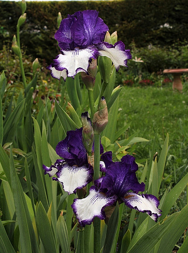 Iris 'Art Deco' (3)