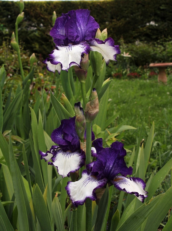 Iris 'Art Deco' (3)