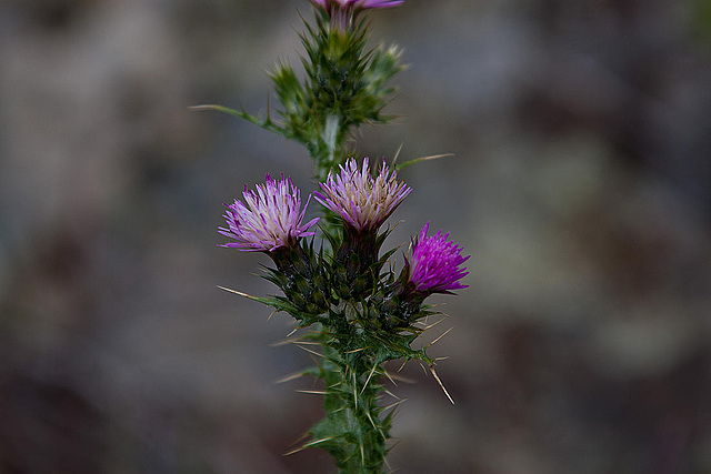 20120507 9083RAw [E] Distel, Rio Almonte