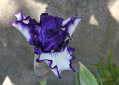 Iris 'Art Deco' (4)