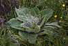 20120507 9086RAw [E] Flockige Königskerze (Verbascum pulverulentum), Rio Almonte, EX208, Extremadura