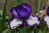 Iris 'Art Deco' (5)