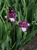 Iris Footlose