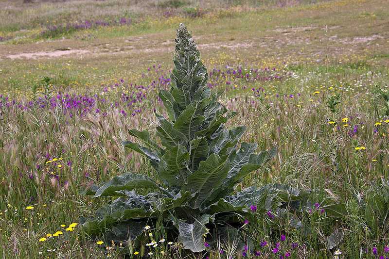 20120507 9091RAw [E] Flockige Königskerze (Verbascum pulverulentum), Rio Almonte, EX208, Extremadura