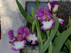 Iris Footlose (3)