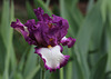 Iris Footlose (4)