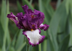 Iris Footlose (4)