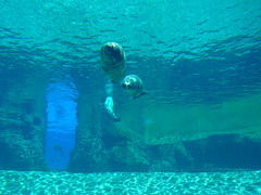 Morsas en el aquarium de Valencia