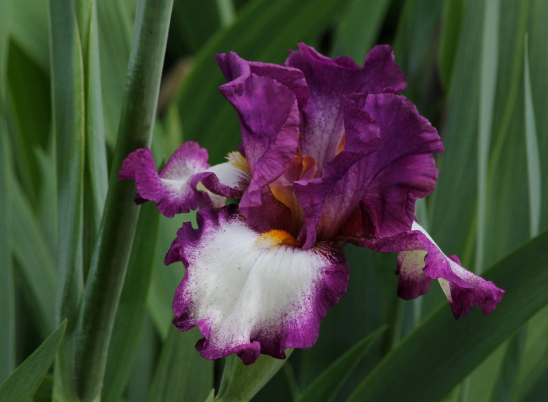 Iris Footlose (5)