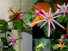 Passiflora