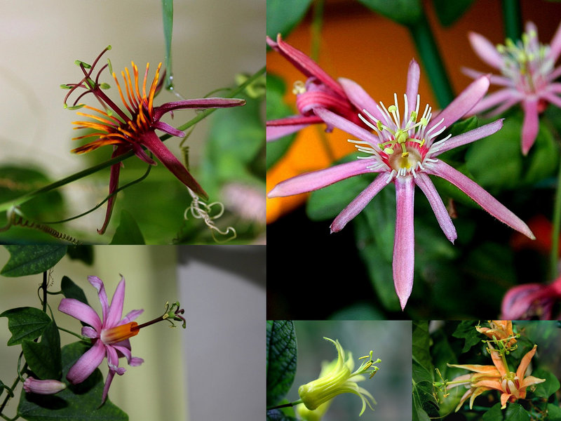 Passiflora