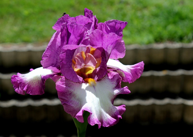 Iris Footlose (8)