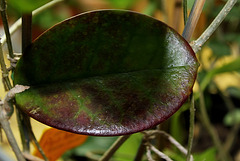 Hoya australis (3)