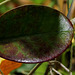 Hoya australis (3)