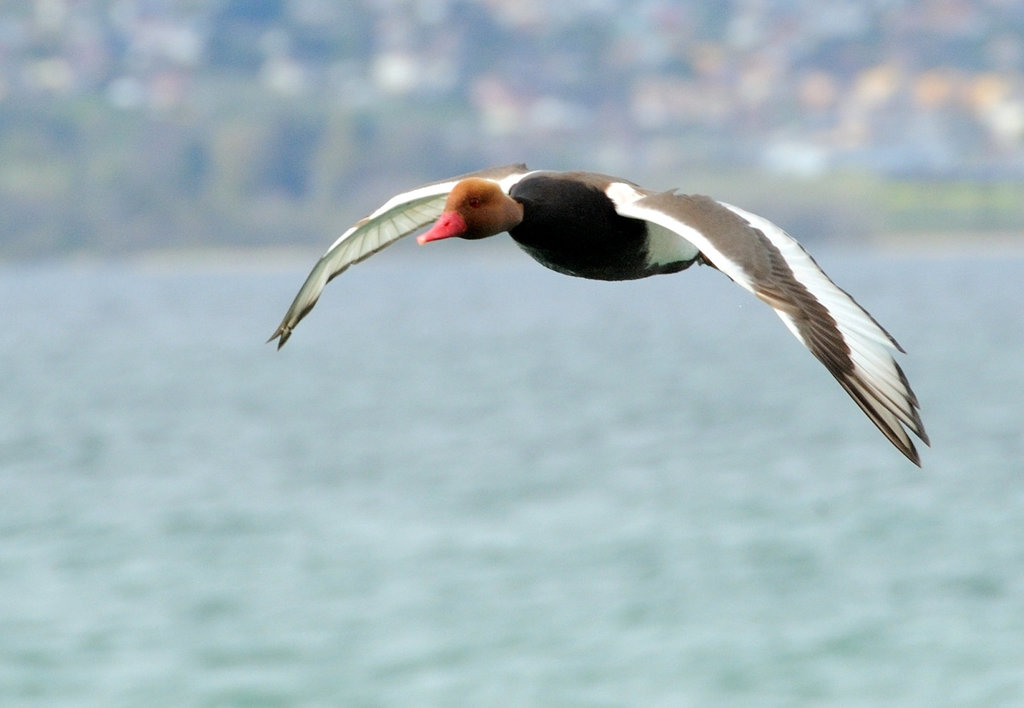 Vol d'un canard nette rousse...