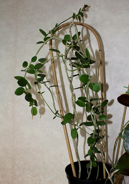 Hoya cummingiana