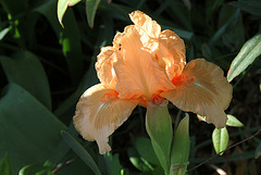 Iris nain'Bright Vision '