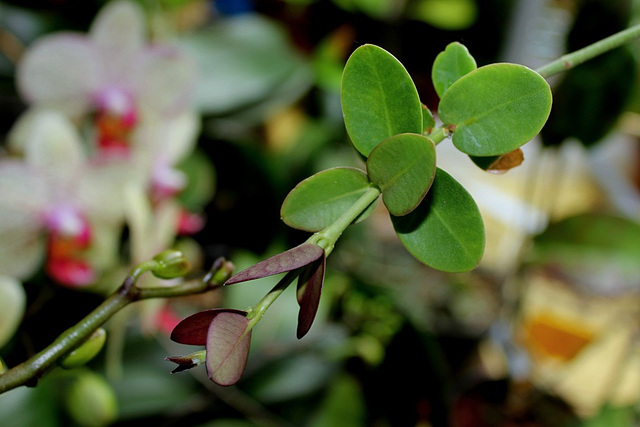 Hoya cummingiana (2)