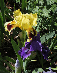 Iris nain Banburry Ruffles (2)