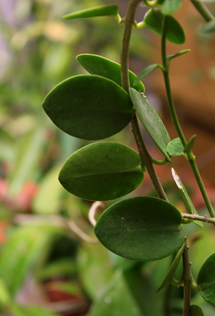 Hoya cummingiana (3)