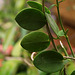 Hoya cummingiana (3)
