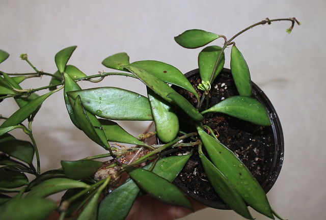 Hoya davidcumingii