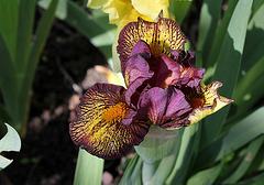 Iris nain 'Firestorm' (3)