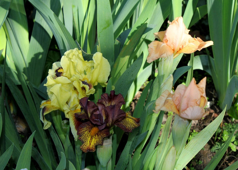 Iris nains