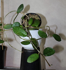 Hoya diversifolia (2)