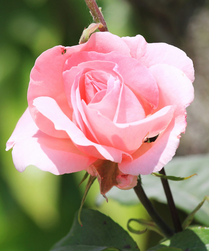 Eine duftende Rose