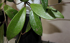 Hoya pubicalyx 'Silver Pink'