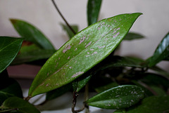 Hoya pubicalyx 'Silver Pink'