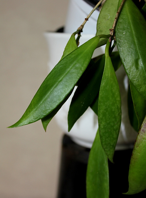 Hoya sp Ambon