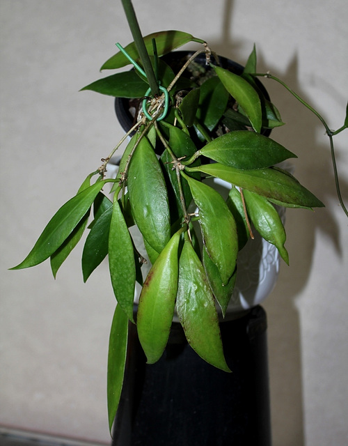 Hoya sp Ambon (2)