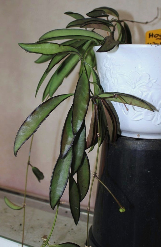 Hoya wayetii