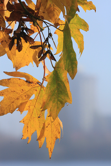 Autumn Leaves and Skyline